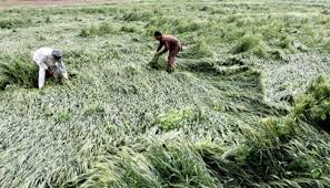 ગુજરાતના ખેડૂતો માટે માઠા સમાચાર…. હવામાન વિભાગે કરી કમોસમી વરસાદની આગાહી