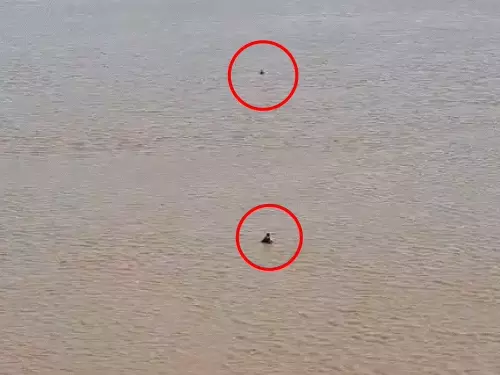 આધેડનું ધસમસતી તાપી નદીમાંથી LIVE રેસ્ક્યૂ:સુરતમાં ઘરકંકાસમાં બ્રિજ પરથી નદીમાં છલાંગ મારી