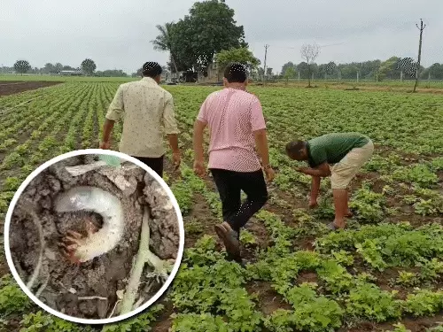 મગફળીના પાકમાં મુંડાના ત્રાસથી ખેડૂતો પરેશાન:જૂનાગઢના ખેડૂતોની સરકારને સર્વે કરી સહાય આપવા અપીલ