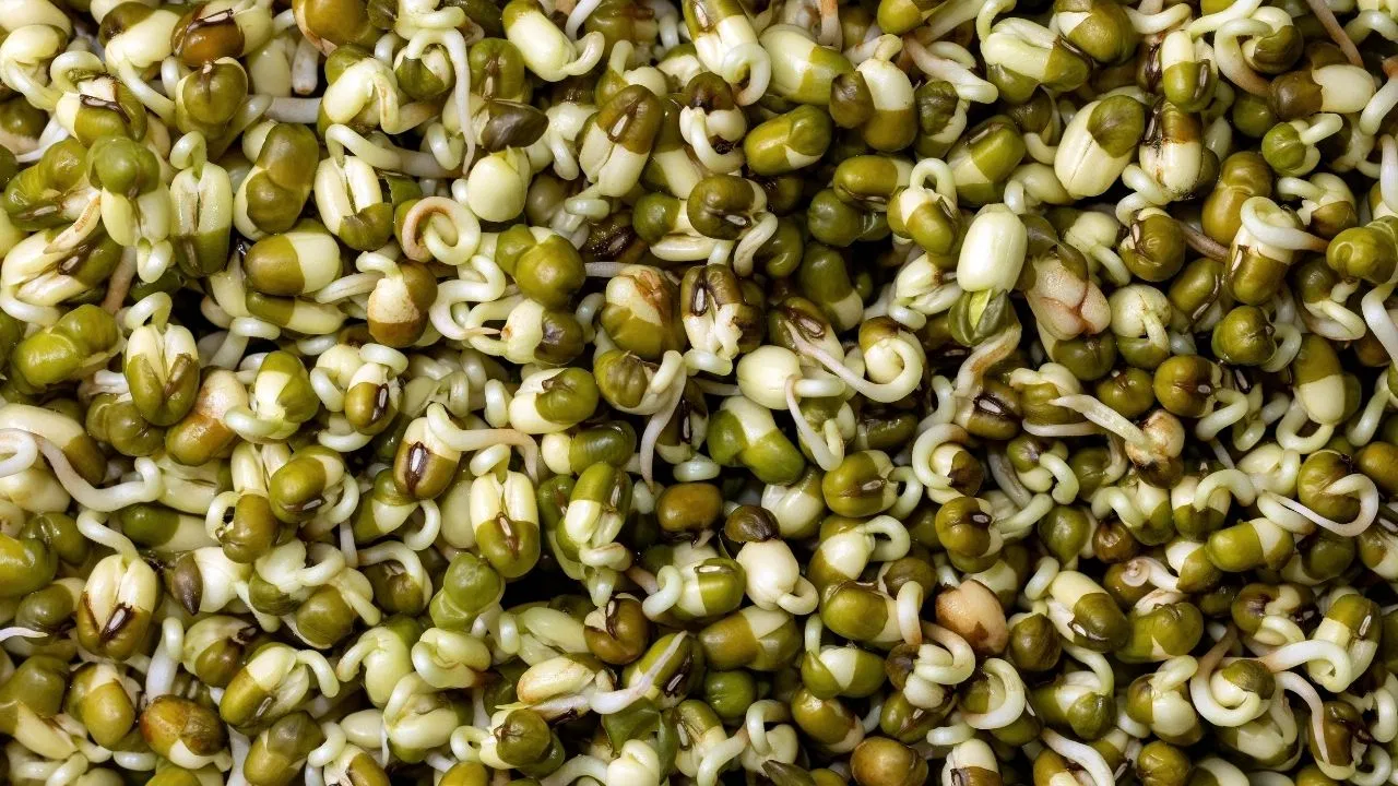 મગ દાળના સ્પ્રાઉટ્સ રોજ ખાવા શરીર માટે યોગ્ય છે કે નહીં? જાણો નિષ્ણાતો શું કહે ?