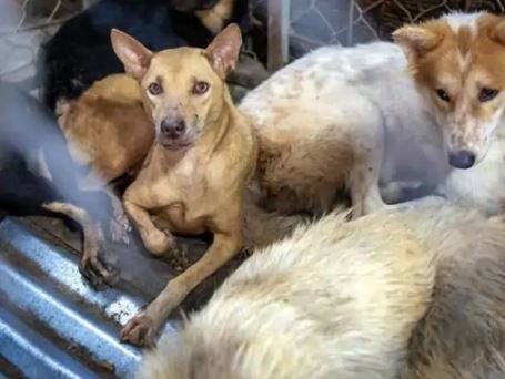 દેશમાં પાલતુ પ્રાણીઓની તસ્કરી વધી:5 વર્ષમાં દાણચોરીમાં 4 ગણો વધારો થયો