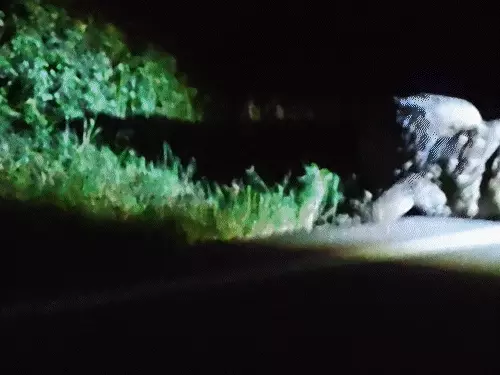 ગળામાં ગાળિયો નાખતાં જ મહાકાય મગરે ગુલાંટીઓ મારી