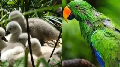 Vastu Tips: વાસ્તુશાસ્ત્ર અનુસાર ઘરની આસપાસ ઘટનારી આ વિશેષ ઘટનાઓ લાવે છે શુભ સંકેત