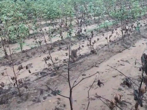 આજે 13 જિલ્લામાં યલો એલર્ટ, જગતના તાતને પાકમાં ભારે નુકસાન